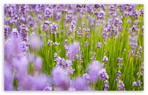 Lavender Flowers Ultra HD Desktop Background Wallpaper for 4K UHD TV :  Widescreen & UltraWide Desktop & Laptop : Multi Display, Dual Monitor :  Tablet : Smartphone