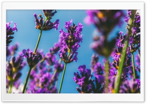 Lavender Flowers Ultra HD Wallpaper for 4K UHD Widescreen desktop, tablet & smartphone