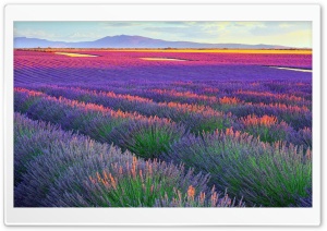 Lavender Landscape 4K UHD Wallpaper for Widescreen and UltraWide Desktop, UltraHD TV, Smartphone, Tablet