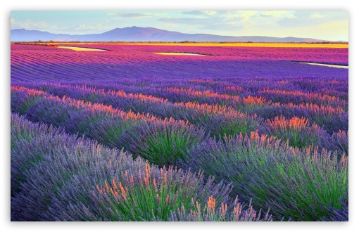 Lavender Landscape UltraHD Wallpaper for UHD 16:9 ; HD 16:9 ; UltraWide 21:9 24:10 32:9 32:10 ; Widescreen 16:10 5:3 ; Fullscreen 4:3 5:4 3:2 ; Tablet 1:1 ; Mobile 9:16 9:19.5 9:20 10:16 2:3 3:5 3:4 ; Dual 16:10 5:3 16:9 4:3 5:4 3:2 ;