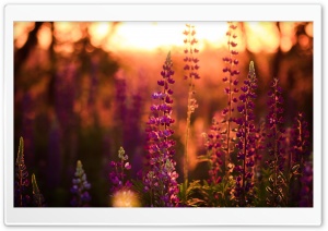 Lavender, Lupine Ultra HD Wallpaper for 4K UHD Widescreen desktop, tablet & smartphone