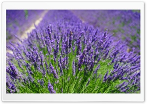 Lavender Plants Ultra HD Wallpaper for 4K UHD Widescreen desktop, tablet & smartphone