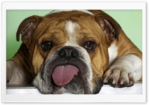Lazy Bulldog Ultra HD Wallpaper for 4K UHD Widescreen desktop, tablet & smartphone