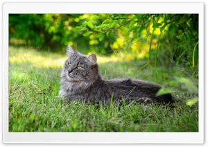 Lazy Cat Outdoors Ultra HD Wallpaper for 4K UHD Widescreen desktop, tablet & smartphone