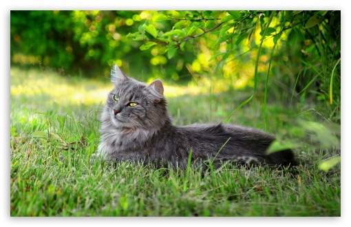 Lazy Cat Outdoors UltraHD Wallpaper for 8K UHD TV 16:9 Ultra High Definition 2160p 1440p 1080p 900p 720p ; Widescreen 16:10 5:3 WHXGA WQXGA WUXGA WXGA WGA ; Fullscreen 4:3 5:4 3:2 UXGA XGA SVGA QSXGA SXGA DVGA HVGA HQVGA ( Apple PowerBook G4 iPhone 4 3G 3GS iPod Touch ) ; Tablet 1:1 ; Dual 4:3 5:4 UXGA XGA SVGA QSXGA SXGA ;