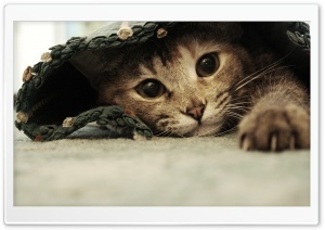 Lazy Kitten Ultra HD Wallpaper for 4K UHD Widescreen desktop, tablet & smartphone