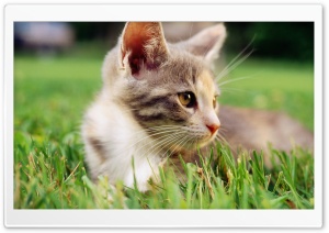 Lazy Kitten In Grass Ultra HD Wallpaper for 4K UHD Widescreen desktop, tablet & smartphone