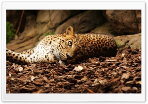Lazy Leopard Ultra HD Wallpaper for 4K UHD Widescreen desktop, tablet & smartphone