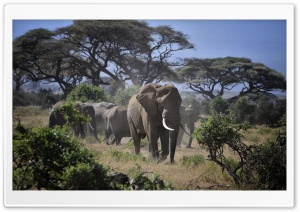Leader of the Elephants Ultra HD Wallpaper for 4K UHD Widescreen desktop, tablet & smartphone