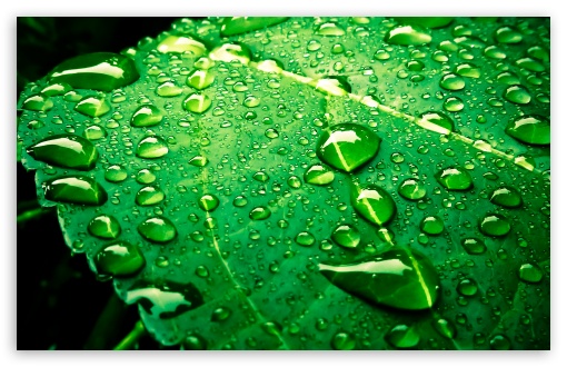 Leaf UltraHD Wallpaper for UHD 16:9 2160p 1440p 1080p 900p 720p ; 8K UHD TV 16:9 Ultra High Definition 2160p 1440p 1080p 900p 720p ; Widescreen 16:10 5:3 WHXGA WQXGA WUXGA WXGA WGA ; Fullscreen 4:3 UXGA XGA SVGA ;