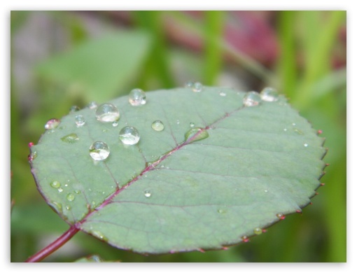 leaf UltraHD Wallpaper for Fullscreen 4:3 ;