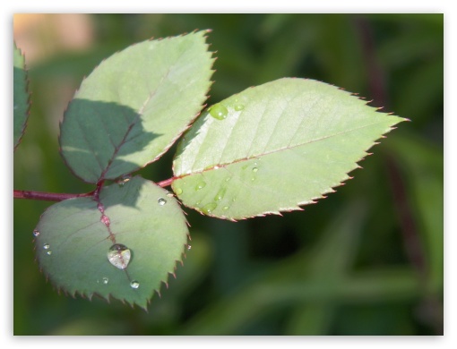 leaf UltraHD Wallpaper for Fullscreen 4:3 ;