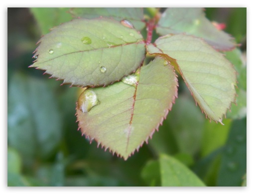 leaf UltraHD Wallpaper for Fullscreen 4:3 ;