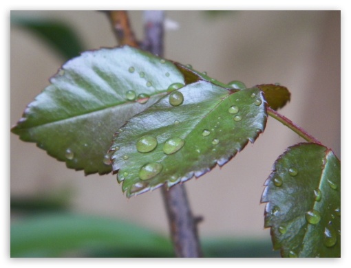 leaf UltraHD Wallpaper for Fullscreen 4:3 ;