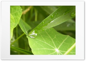 leaf Ultra HD Wallpaper for 4K UHD Widescreen desktop, tablet & smartphone