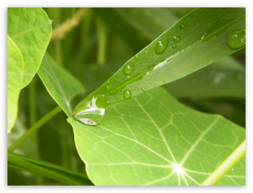 leaf UltraHD Wallpaper for Fullscreen 4:3 ;