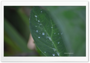 Leaf Ultra HD Wallpaper for 4K UHD Widescreen desktop, tablet & smartphone