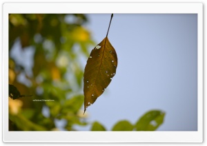 Leaf Ultra HD Wallpaper for 4K UHD Widescreen Desktop, Lockscreen, Screensaver, TV, Tablet, Smartphone