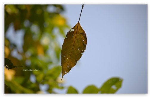 Leaf UltraHD Wallpaper for UHD 16:9 ; HD 16:9 ; Widescreen 16:10 5:3 ; Fullscreen 3:2 ;