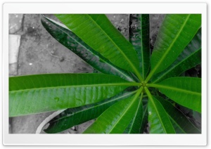 Leaf 4K UHD Wallpaper for Widescreen and UltraWide Desktop, UltraHD TV, Smartphone, Tablet