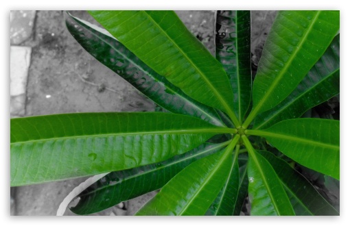 Leaf UltraHD Wallpaper for UHD 16:9 ; HD 16:9 ; Widescreen 16:10 5:3 ; Fullscreen 4:3 ;