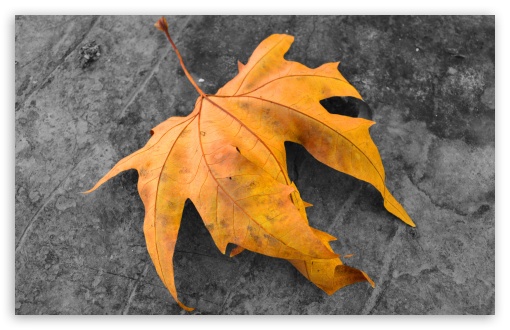 Leaf UltraHD Wallpaper for UHD 16:9 ; HD 16:9 ; Widescreen 16:10 5:3 ; Fullscreen 4:3 5:4 3:2 ; Tablet 1:1 ;