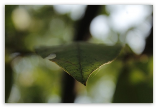 Leaf UltraHD Wallpaper for Fullscreen 3:2 ;