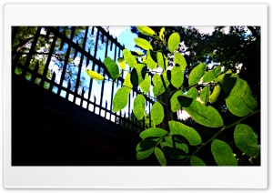 Leaf 4K UHD Wallpaper for Widescreen and UltraWide Desktop, UltraHD TV, Smartphone, Tablet