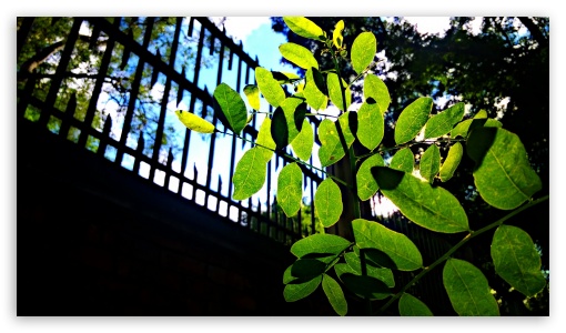 Leaf UltraHD Wallpaper for HD 16:9 ;