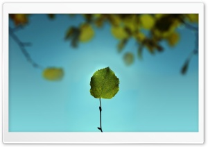 Leaf Against The Blue Sky Ultra HD Wallpaper for 4K UHD Widescreen desktop, tablet & smartphone