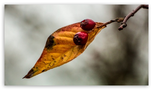 Leaf and Berries UltraHD Wallpaper for UHD 16:9 ; HD 16:9 ;