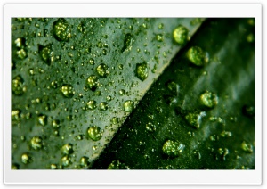 Leaf And Water Drops Ultra HD Wallpaper for 4K UHD Widescreen desktop, tablet & smartphone
