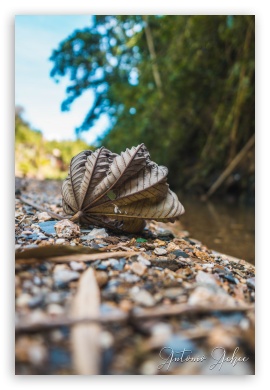Leaf by the river portrait UltraHD Wallpaper for Smartphone 3:2 DVGA HVGA HQVGA ( Apple PowerBook G4 iPhone 4 3G 3GS iPod Touch ) ; Mobile 3:2 - DVGA HVGA HQVGA ( Apple PowerBook G4 iPhone 4 3G 3GS iPod Touch ) ;