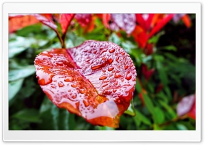Leaf Drops Ultra HD Wallpaper for 4K UHD Widescreen desktop, tablet & smartphone
