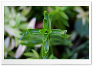 Leaf Flower Ultra HD Wallpaper for 4K UHD Widescreen desktop, tablet & smartphone