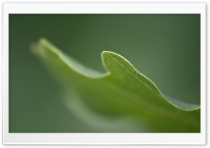 Leaf Macro Ultra HD Wallpaper for 4K UHD Widescreen desktop, tablet & smartphone