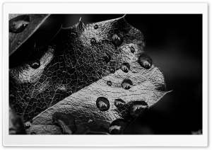 Leaf Macro, Black And White Ultra HD Wallpaper for 4K UHD Widescreen desktop, tablet & smartphone