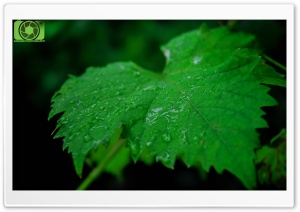 Leaf Of Life Ultra HD Wallpaper for 4K UHD Widescreen desktop, tablet & smartphone