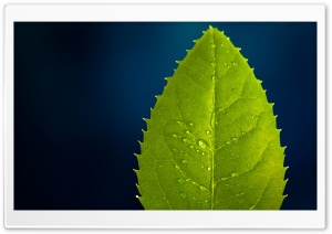Leaf On Blue Background Ultra HD Wallpaper for 4K UHD Widescreen desktop, tablet & smartphone
