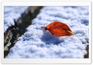 Leaf On Snow Ultra HD Wallpaper for 4K UHD Widescreen desktop, tablet & smartphone