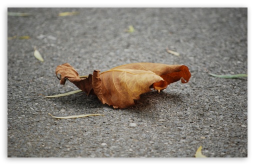 Leaf on Street UltraHD Wallpaper for UHD 16:9 2160p 1440p 1080p 900p 720p ; 8K UHD TV 16:9 Ultra High Definition 2160p 1440p 1080p 900p 720p ; UltraWide 32:9 32:10 ; Widescreen 16:10 5:3 WHXGA WQXGA WUXGA WXGA WGA ; Fullscreen 4:3 5:4 3:2 UXGA XGA SVGA QSXGA SXGA DVGA HVGA HQVGA ( Apple PowerBook G4 iPhone 4 3G 3GS iPod Touch ) ; Tablet 1:1 ; Dual 16:10 5:3 16:9 4:3 5:4 WHXGA WQXGA WUXGA WXGA WGA 2160p 1440p 1080p 900p 720p UXGA XGA SVGA QSXGA SXGA ;