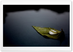 Leaf On Water Ultra HD Wallpaper for 4K UHD Widescreen desktop, tablet & smartphone