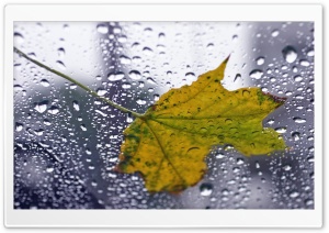 Leaf On Wet Window Ultra HD Wallpaper for 4K UHD Widescreen desktop, tablet & smartphone
