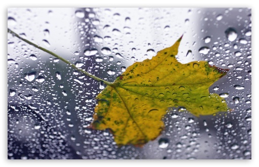 Leaf On Wet Window UltraHD Wallpaper for HD 16:9 ; Widescreen 16:10 5:3 ; Fullscreen 4:3 5:4 3:2 ; Tablet 1:1 ;