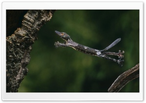 Leaf Tailed Gecko Ultra HD Wallpaper for 4K UHD Widescreen desktop, tablet & smartphone