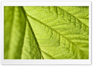Leaf Texture Macro Ultra HD Wallpaper for 4K UHD Widescreen desktop, tablet & smartphone