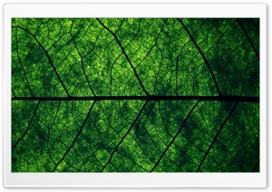 Leaf Veins Ultra HD Wallpaper for 4K UHD Widescreen desktop, tablet & smartphone