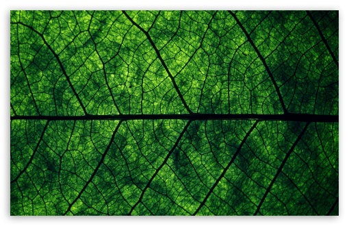 Leaf Veins UltraHD Wallpaper for Wide 16:10 5:3 Widescreen WHXGA WQXGA WUXGA WXGA WGA ; 8K UHD TV 16:9 Ultra High Definition 2160p 1440p 1080p 900p 720p ; Standard 4:3 5:4 3:2 Fullscreen UXGA XGA SVGA QSXGA SXGA DVGA HVGA HQVGA ( Apple PowerBook G4 iPhone 4 3G 3GS iPod Touch ) ; iPad 1/2/Mini ; Mobile 4:3 5:3 3:2 16:9 5:4 - UXGA XGA SVGA WGA DVGA HVGA HQVGA ( Apple PowerBook G4 iPhone 4 3G 3GS iPod Touch ) 2160p 1440p 1080p 900p 720p QSXGA SXGA ;