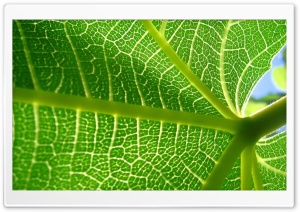 Leaf Veins 11 Ultra HD Wallpaper for 4K UHD Widescreen desktop, tablet & smartphone