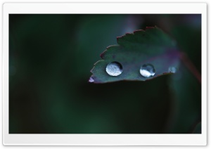 Leaf Water Drops, Macro Ultra HD Wallpaper for 4K UHD Widescreen desktop, tablet & smartphone